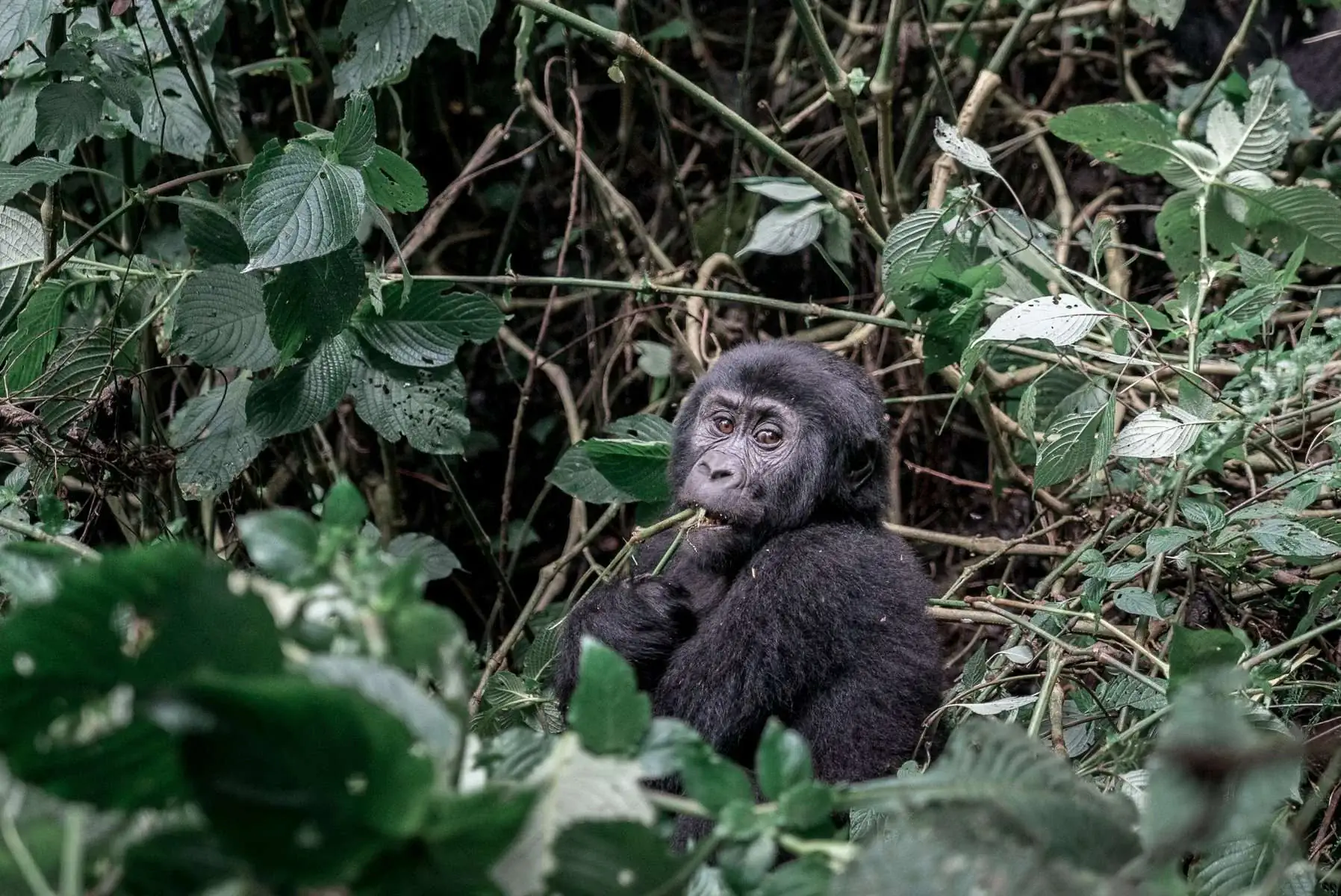 Экспедиция в Уганду и Руанду. фото 54