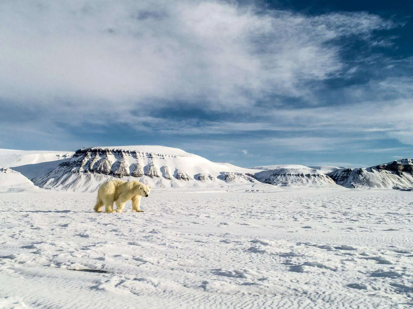 Экспедиция в Арктику. фото 32