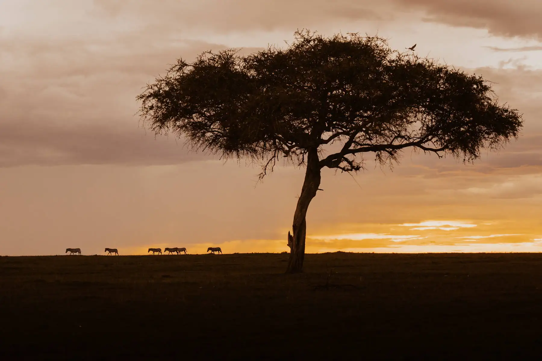 Путешествие в Кению 2.0. фото 70