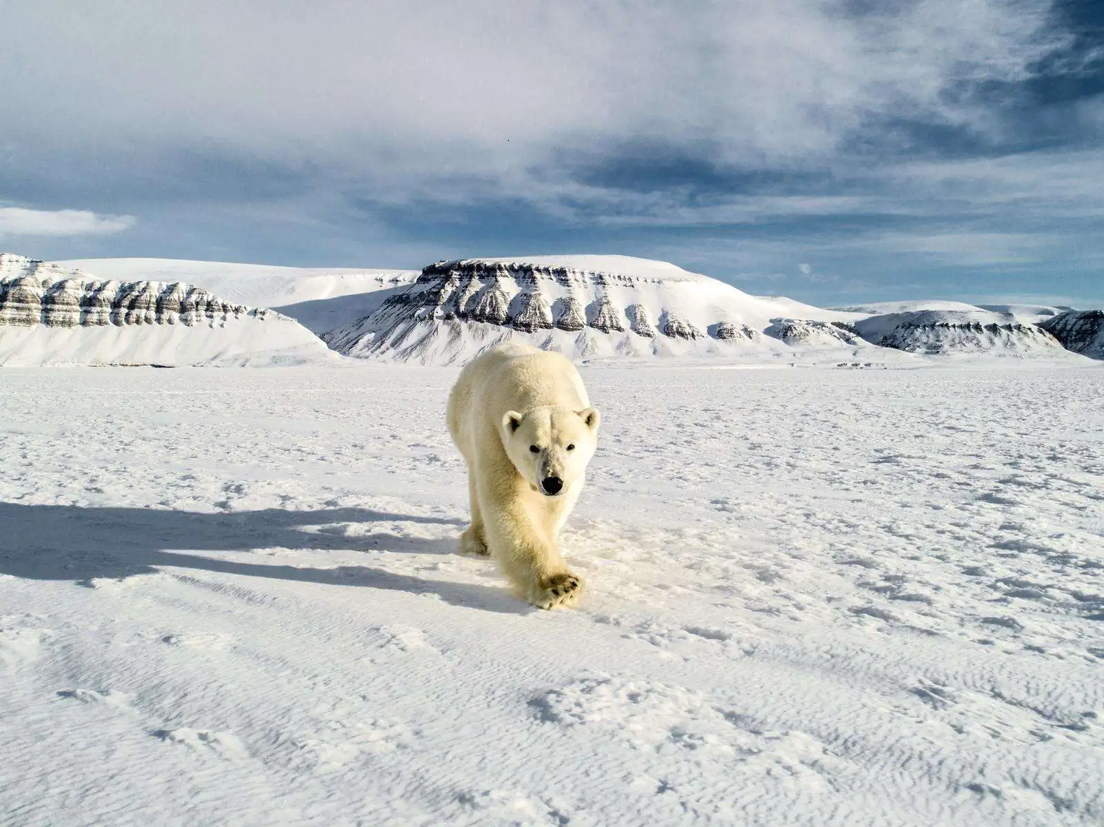 Экспедиция в Арктику. фото 31