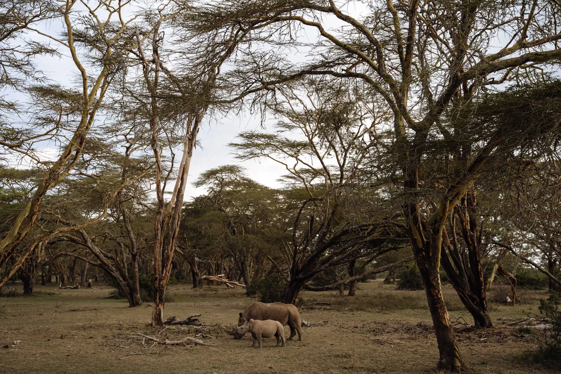 Путешествие в Кению 2.0. фото 28